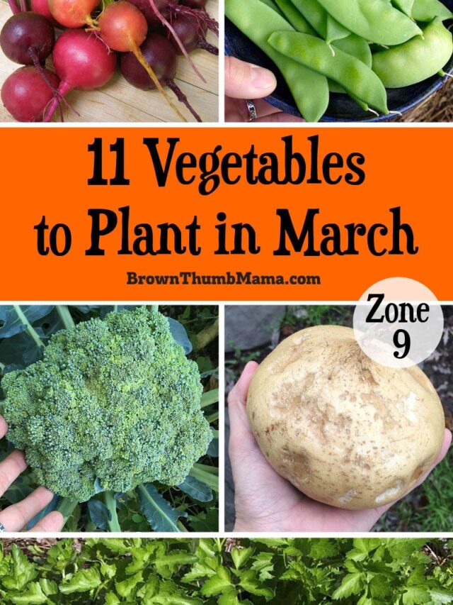 Indoor Gardening Extravaganza: 15 Marvelous Vegetables for March!